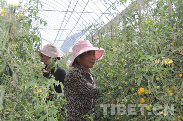 China becomes world's second largest agricultural insurance market