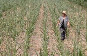Protect farmers against droughts