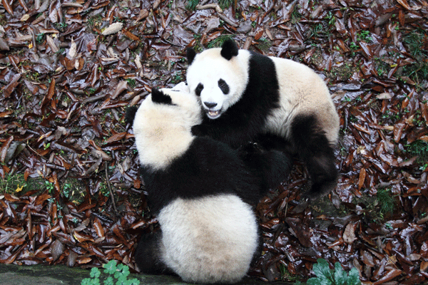 Kung Fu Panda in Hangzhou