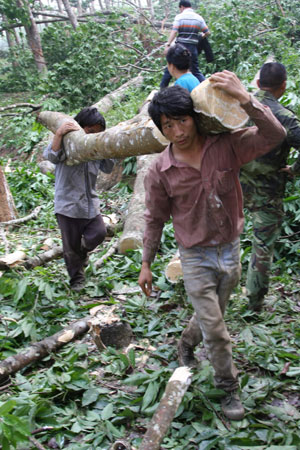 Some 25,000 rubber trees damaged by storm in S China