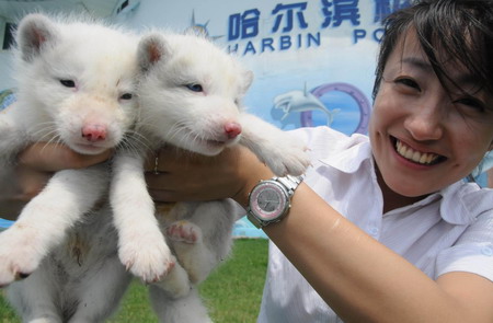 Snow Fox cub duo debuts in Harbin