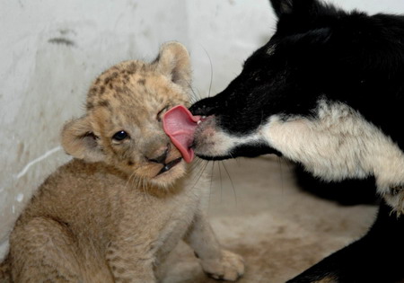 Tiger, lion cubs and their dog mother