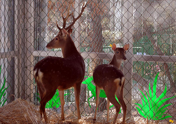 Deer, goats as gifts from Taiwan arrive at Weihai