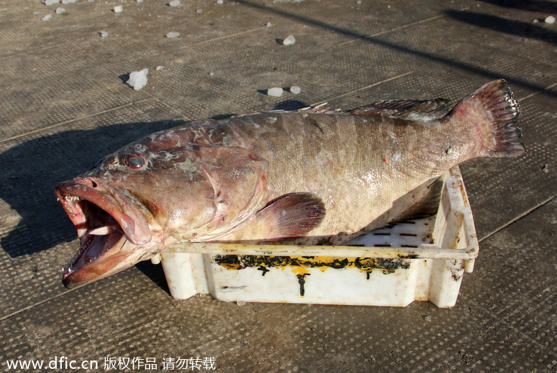 A big catch