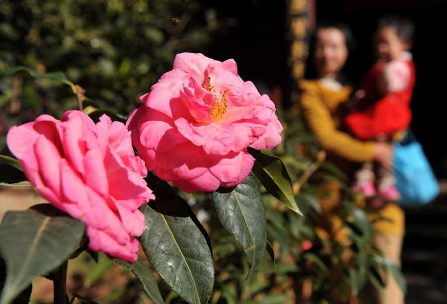 Spring flowers blossom on Spring Festival