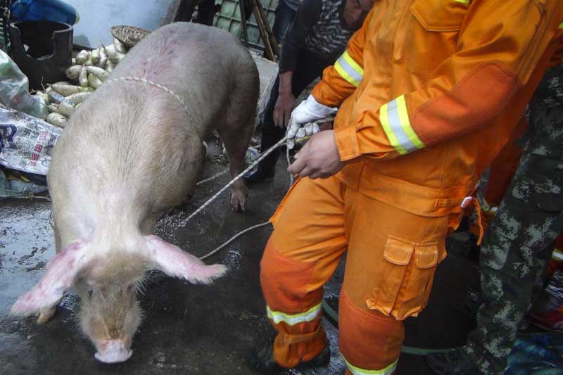 Saving his bacon