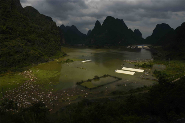 16,000 pigs drown in SW China rainstorm