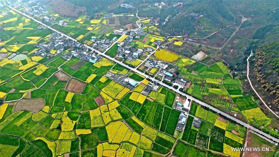 Aerial view of rape lands in SW China