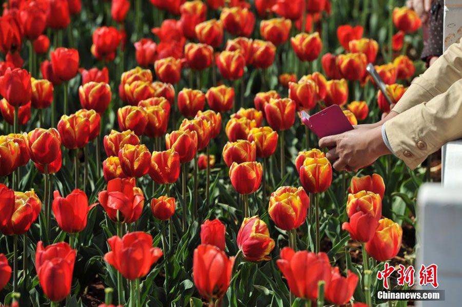 600,000 tulips bloom in Kunming