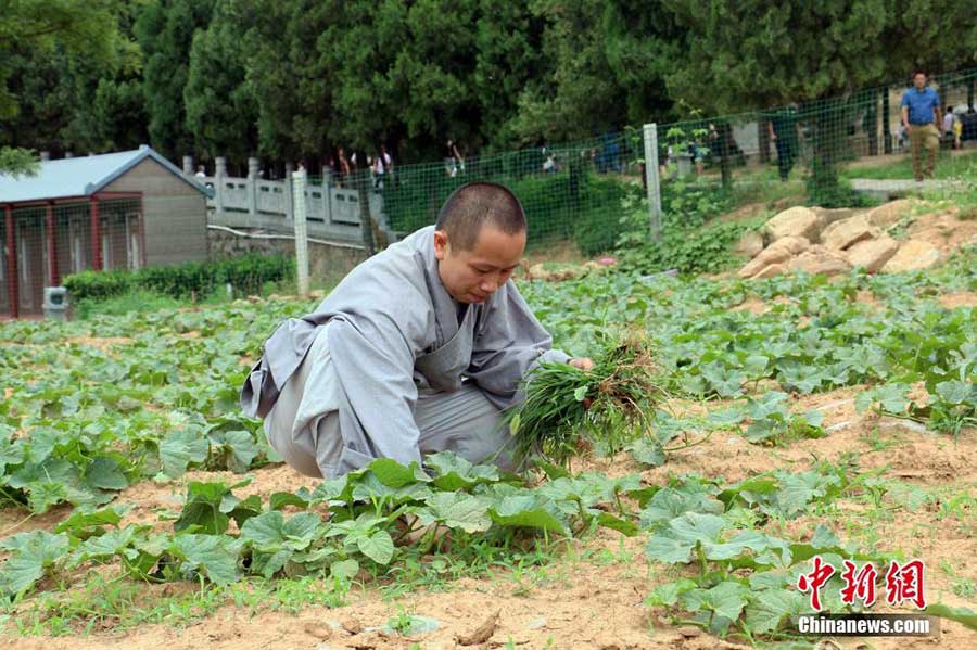 'Zen harvest' in Shaolin Temple