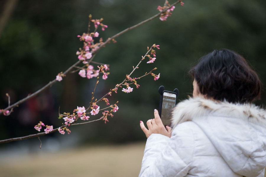 Des fleurs épanouies saluent le printemps