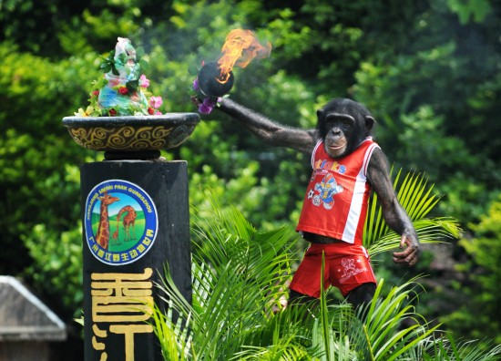動(dòng)物趣味運(yùn)動(dòng)會(huì)開(kāi)鑼迎亞運(yùn)