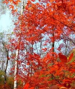 拉法山紅葉谷