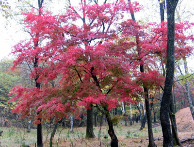 拉法山國家公園