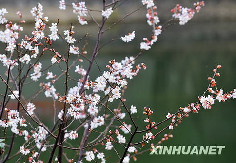 長沙春來早 櫻花露笑顏（圖）