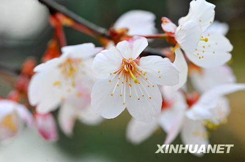 長(zhǎng)沙春來(lái)早 櫻花露笑顏（圖）