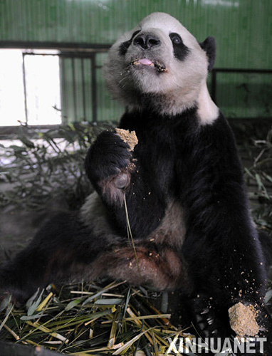 熊貓?zhí)┥降母綦x檢疫生活