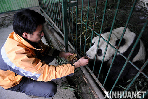 熊貓?zhí)┥降母綦x檢疫生活