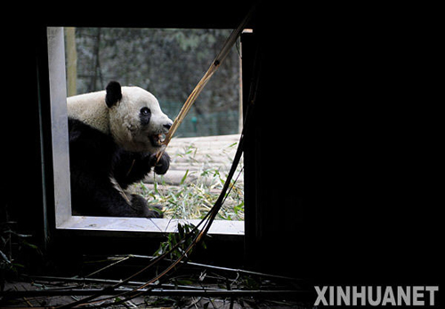 熊貓?zhí)┥降母綦x檢疫生活