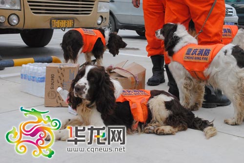 120名重慶救援隊(duì)員抵達(dá)玉樹(shù) 搜救犬現(xiàn)高原反應(yīng)