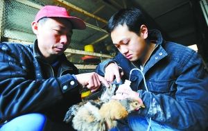 80后創(chuàng)業(yè):不開跑車開長安 海外歸來養(yǎng)土雞 組圖