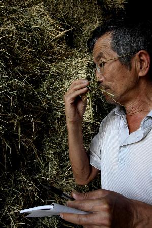 內(nèi)蒙古沙地種植苜蓿草改善農(nóng)地生態(tài)鏈