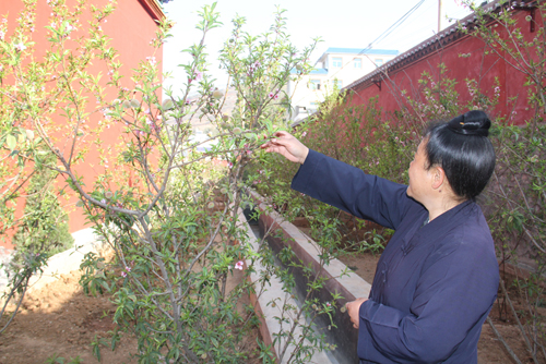 奇！云南東川一桃樹一年花開五次