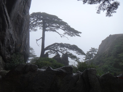 黃山積極應(yīng)對(duì)“海葵” 景區(qū)古樹安全無(wú)恙