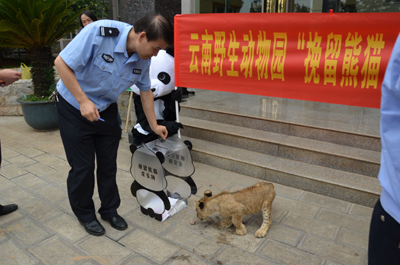 挽留熊貓公益行獲森警支持 云南野生動物園透露將如何“挽留熊貓”