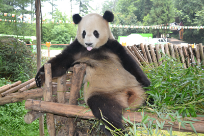 挽留熊貓公益行獲森警支持 云南野生動物園透露將如何“挽留熊貓”