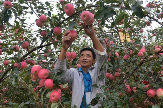 貴州長(zhǎng)順：南方也能種出優(yōu)質(zhì)蘋(píng)果