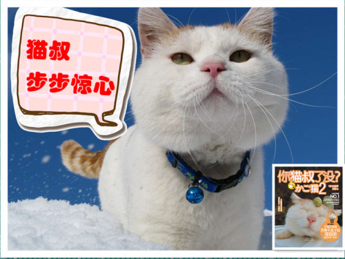 貓叔版步步驚心連續(xù)劇 人類已經(jīng)阻止不了貓叔爆萌了