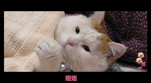 貓叔版步步驚心連續(xù)劇 人類已經(jīng)阻止不了貓叔爆萌了