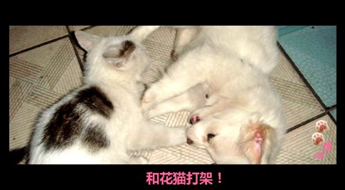貓叔版步步驚心連續(xù)劇 人類已經(jīng)阻止不了貓叔爆萌了