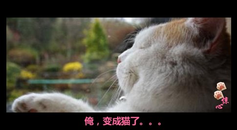 貓叔版步步驚心連續(xù)劇 人類已經(jīng)阻止不了貓叔爆萌了