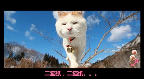 貓叔版步步驚心連續(xù)劇 人類已經阻止不了貓叔爆萌了