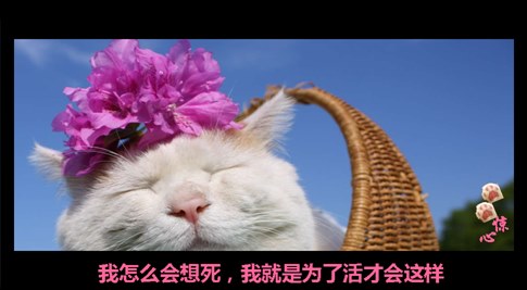 貓叔版步步驚心連續(xù)劇 人類已經(jīng)阻止不了貓叔爆萌了
