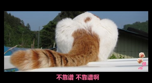 貓叔版步步驚心連續(xù)劇 人類已經阻止不了貓叔爆萌了