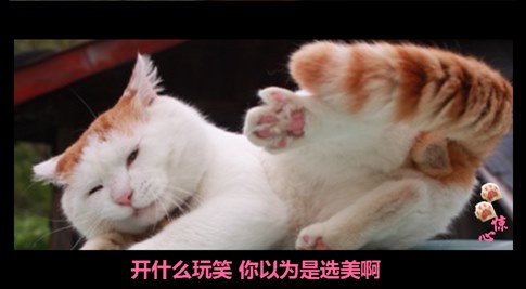 貓叔版步步驚心連續(xù)劇 人類已經(jīng)阻止不了貓叔爆萌了