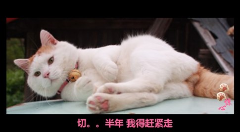 貓叔版步步驚心連續(xù)劇 人類已經(jīng)阻止不了貓叔爆萌了