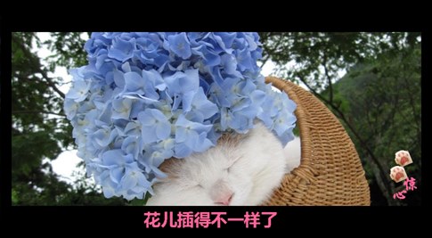 貓叔版步步驚心連續(xù)劇 人類已經阻止不了貓叔爆萌了