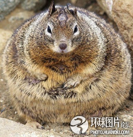 賣萌照風(fēng)靡全球網(wǎng)絡(luò)：從夏達(dá)到俊介