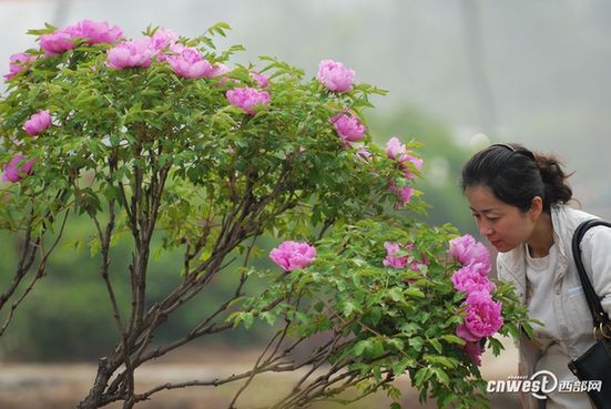 賞花何須到洛陽(yáng) 阿姑泉邊牡丹香