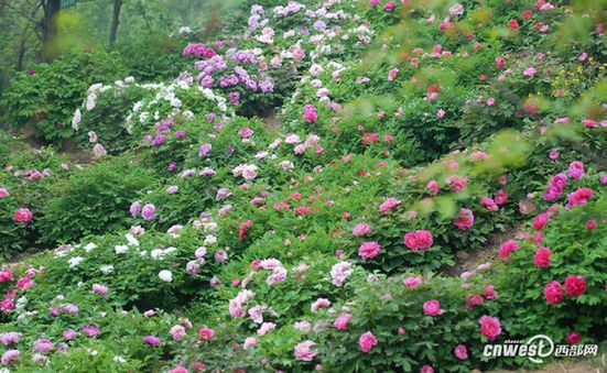 賞花何須到洛陽 阿姑泉邊牡丹香