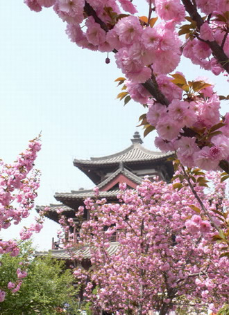 青龍寺櫻花：千年滄桑中那點(diǎn)櫻紅