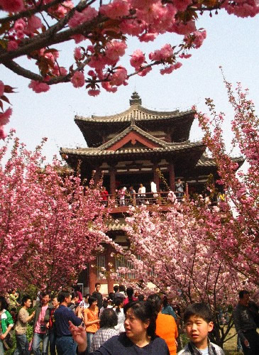 青龍寺櫻花：千年滄桑中那點(diǎn)櫻紅