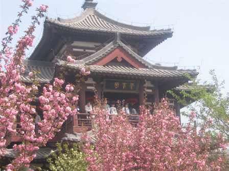 青龍寺櫻花：千年滄桑中那點(diǎn)櫻紅