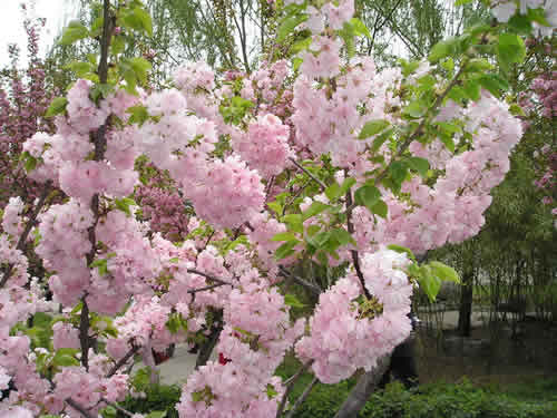 青龍寺櫻花：千年滄桑中那點(diǎn)櫻紅