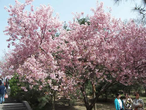青龍寺櫻花：千年滄桑中那點櫻紅