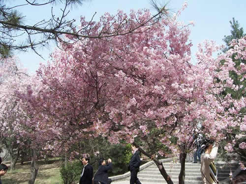 青龍寺櫻花：千年滄桑中那點櫻紅